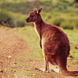 kangaroo-768x778-2518496732(1)
