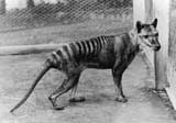 MA48343112-thylacine-1200w