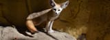 Fennec_Fox_1900x700