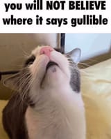 1000028342