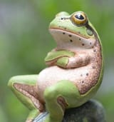 dont_give_a_fuck_frog