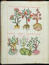 Badianus Manuscrpt Plate 58, showing Red Chocolate Tree (Tlapalcacahuatl) in top middle; via Mediateca INAH site; note also Aztec glyphic conventions representing stones, soil and grass around roots