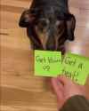 get-blown-up-dog_thumb.jpg