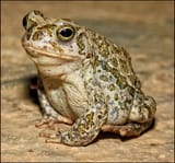 toad