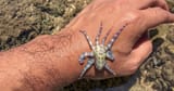 baby-blue-ringed-octopus-on-hand-1200x628-facebook-1200x628