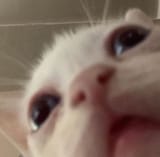 345687564654