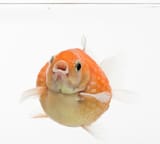 obese goldfish