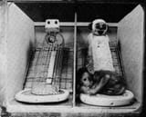 Nature_of_Love_Wire_and_cloth_mother_surrogates