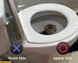 cat-in-a-toilet-flush-him-spare-him-options-2257653969