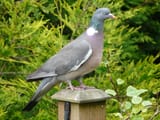Columba_palumbus_-garden_post-8