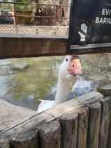 quack
