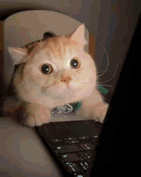 cat-laptop