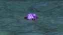 Perplexing_Purple_Pile_thumb.jpg