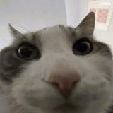 ︀1751028085873151