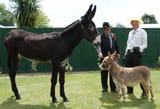 mammoth donkey2