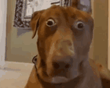 o-o-dog