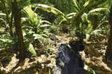 Crysis-need-split-screen