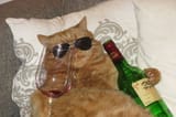 Cat With Wine Chillin