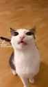 1716363545038_thumb.jpg