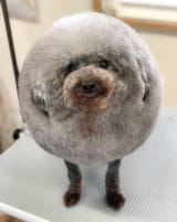 rockdog
