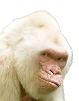 cheeky monkey