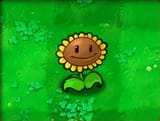 Sunflower-Almanac