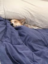 comfy