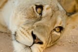 lioness eye lashes