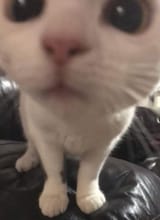 1737733985805346