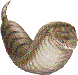 tsuchinoko