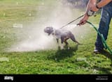pet-dog-being-washed-in-garden-R122T3
