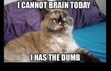 I has the dumb