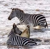 The Zebra&#039;s revenge