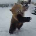 bear snow_thumb.jpg