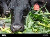 close-up-of-angus-cow-eating-whole-husk-of-corn-valley-lee-maryland-RW2AT4