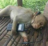 monkeymusic