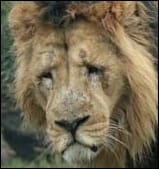 sad lion
