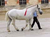 percheron draft horse grey