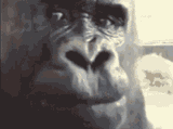 gorilla-eating