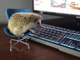 hedgehog