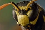 190508105847-01-polistes-dominula-european-paper-wasp-restricted