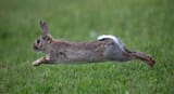 Rabbit1
