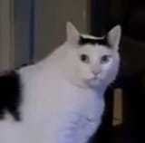 17230543425360