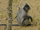 Silvered_Leaf_Monkey_(Trachypithecus_cristatus)