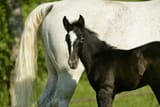 grayfoal