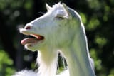 Goat-051023-c3146470b2634154b77bad276adfb6a9