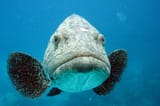 fishposting