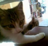 cat thumb up
