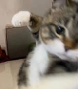 1753861091662943