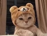proudcat